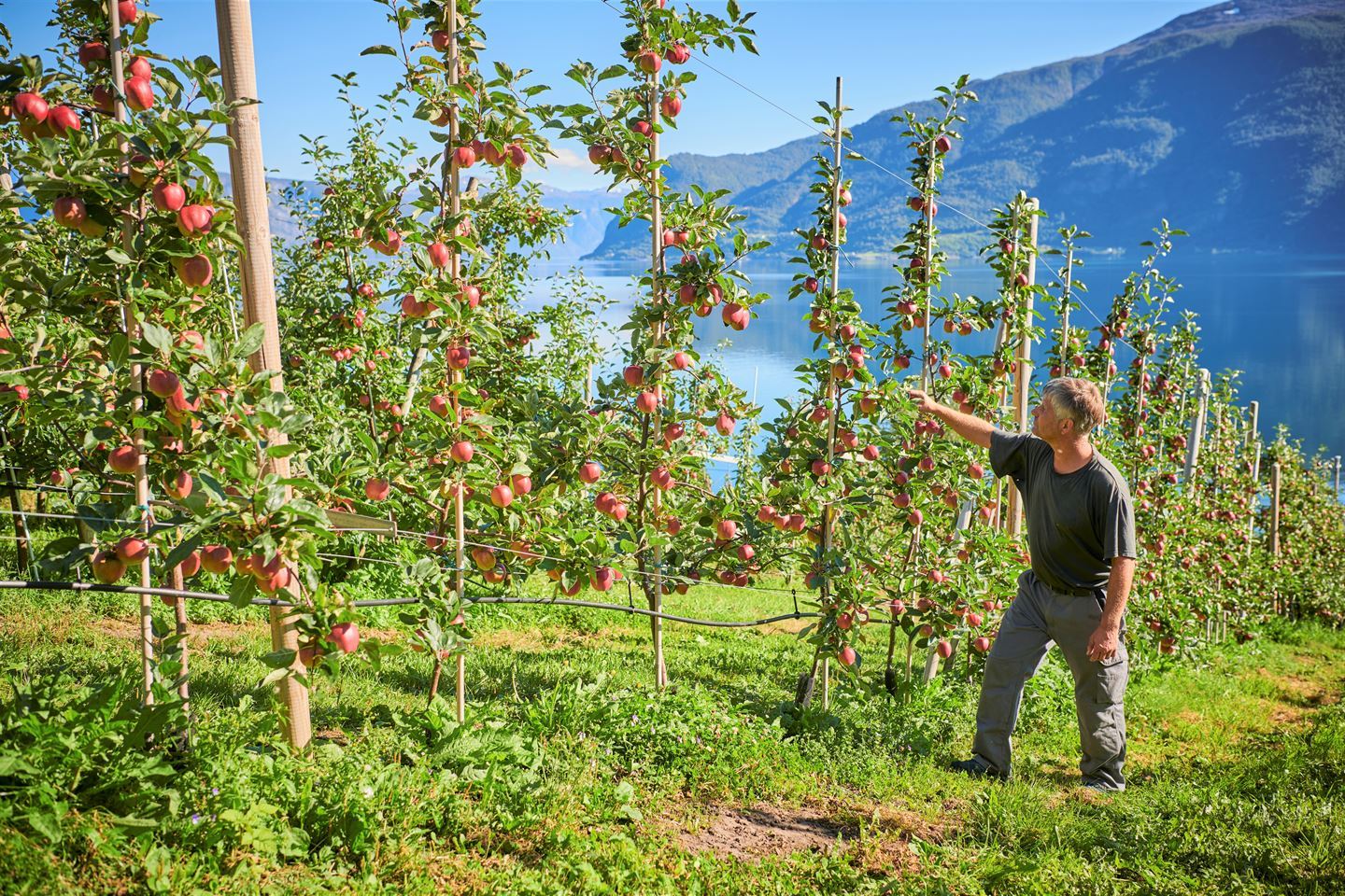 Fruktbonde i bratt eplehage. Ser fjorden og fjella i bakgrunnen. Foto.