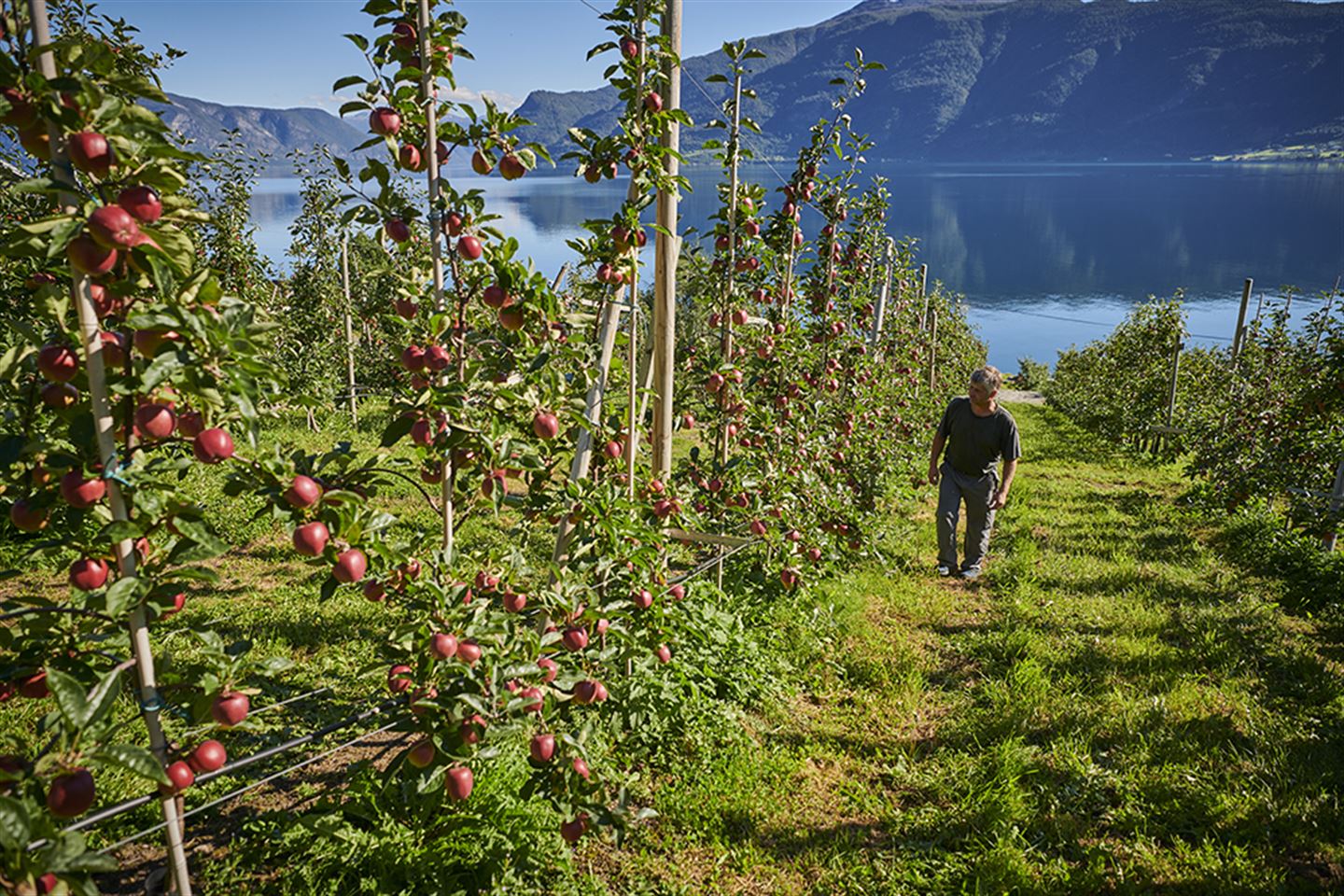 foto av eplebonde i eplehage over Sognefjorden
