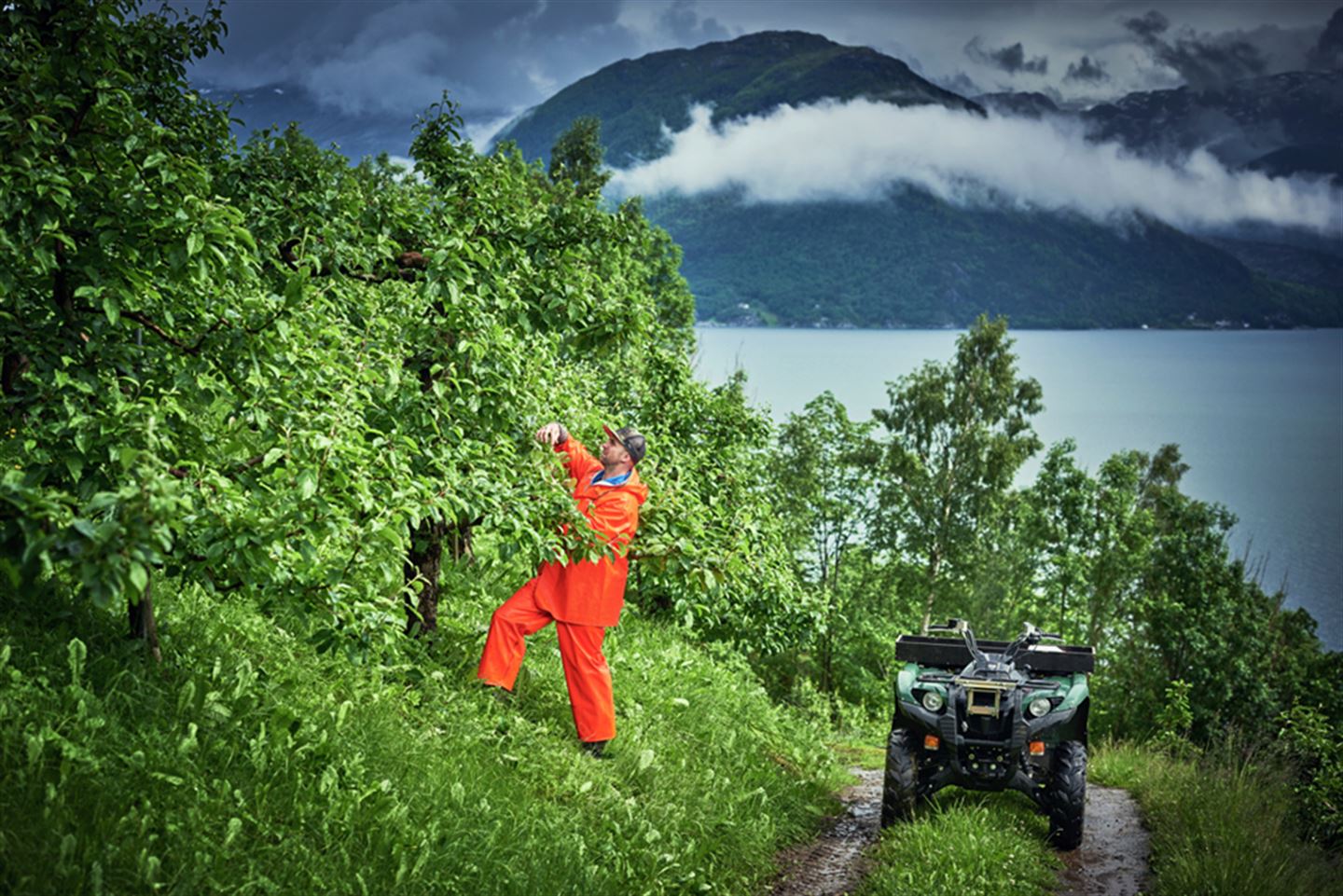 Foto av fruktbonde i oransje kle som jobbar i frukthage. Det står ein firhjuling ved sidan av.