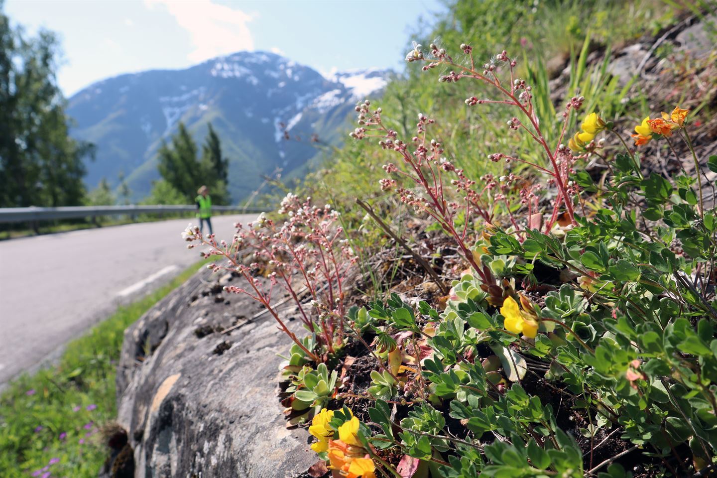 Bergknatt i forkant av asfaltert veg, her veks det marikåpe og bergfrue. Vegen går under berget til venstre i bildet. I bakgrunnen er høge fjell med snø på toppane, det er grønt og frodig langs vegen og i fjellsidene. Ein person i ufokus står og ser på vegkanten bak i bildet. Sola skin, blå himmel.