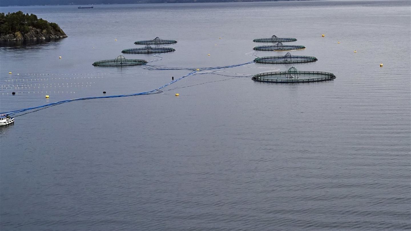 Merder i et fiskeoppdrett.