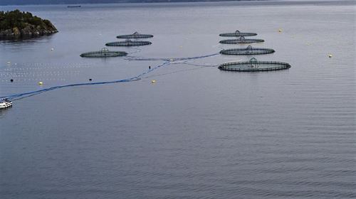 Merder i et fiskeoppdrett.