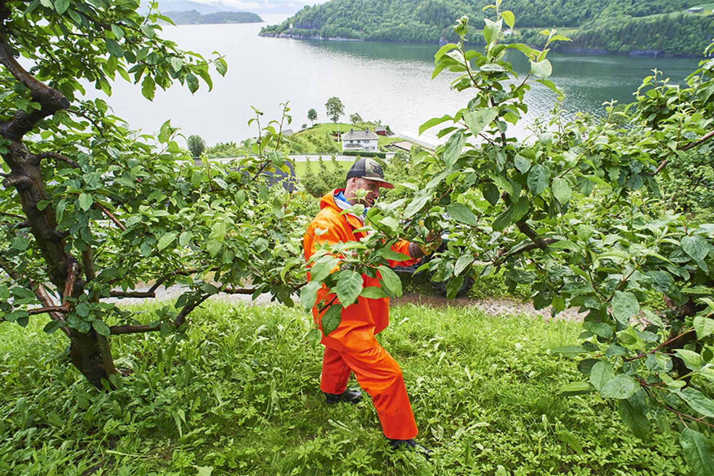 Fruktbonde i oransje kle blant grøne epletre med fjorden i bakgrunnen.