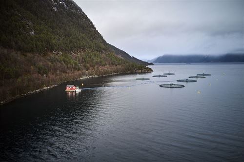 foto av oppdrettsanlegg
