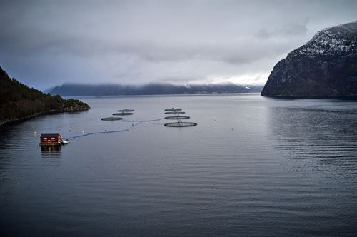 foto av oppdrettsanlegg