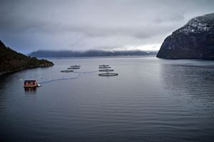 foto av oppdrettsanlegg