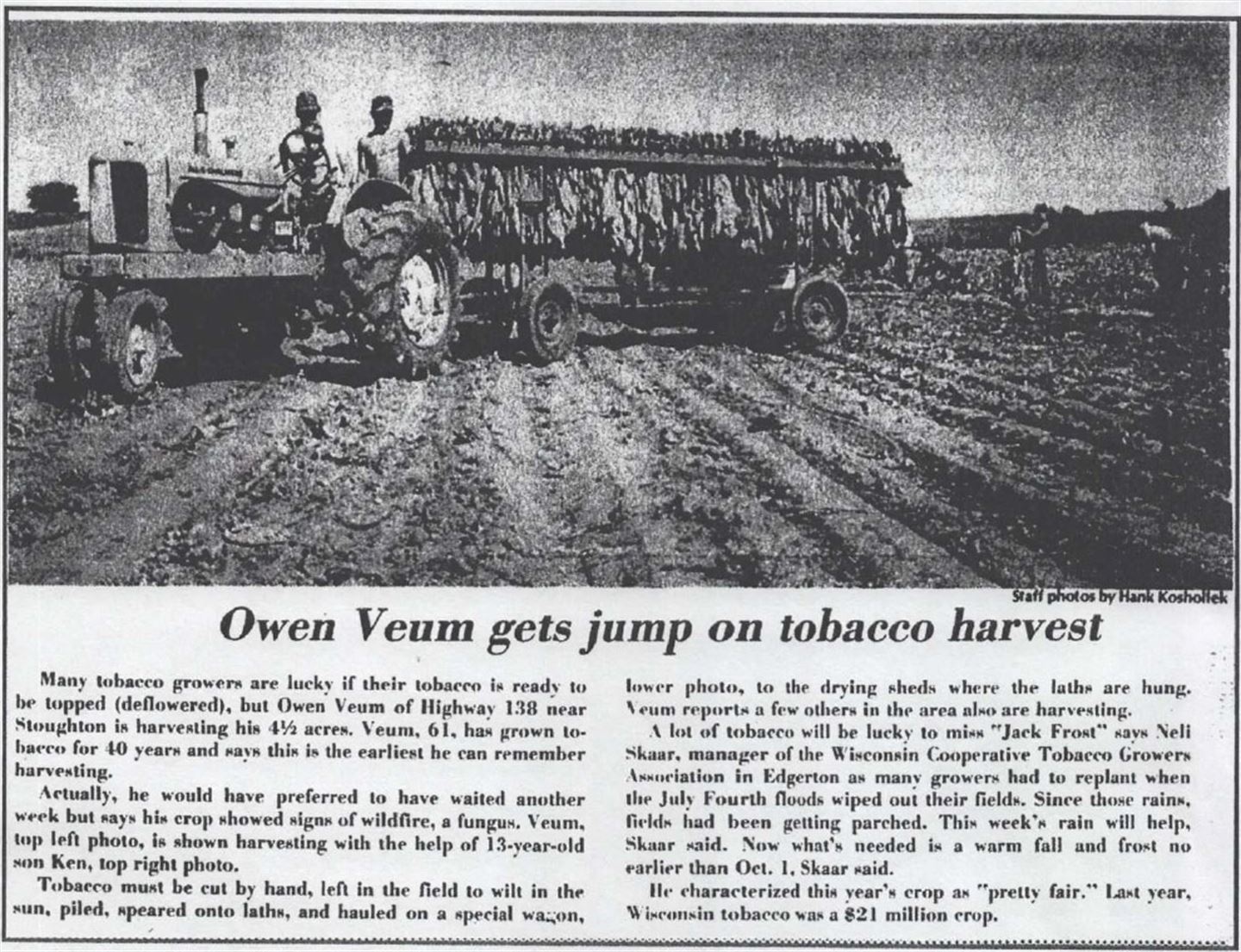 Gamalt avisutklypp med tittelen Owen Veum gets jump on tobacco harvest.