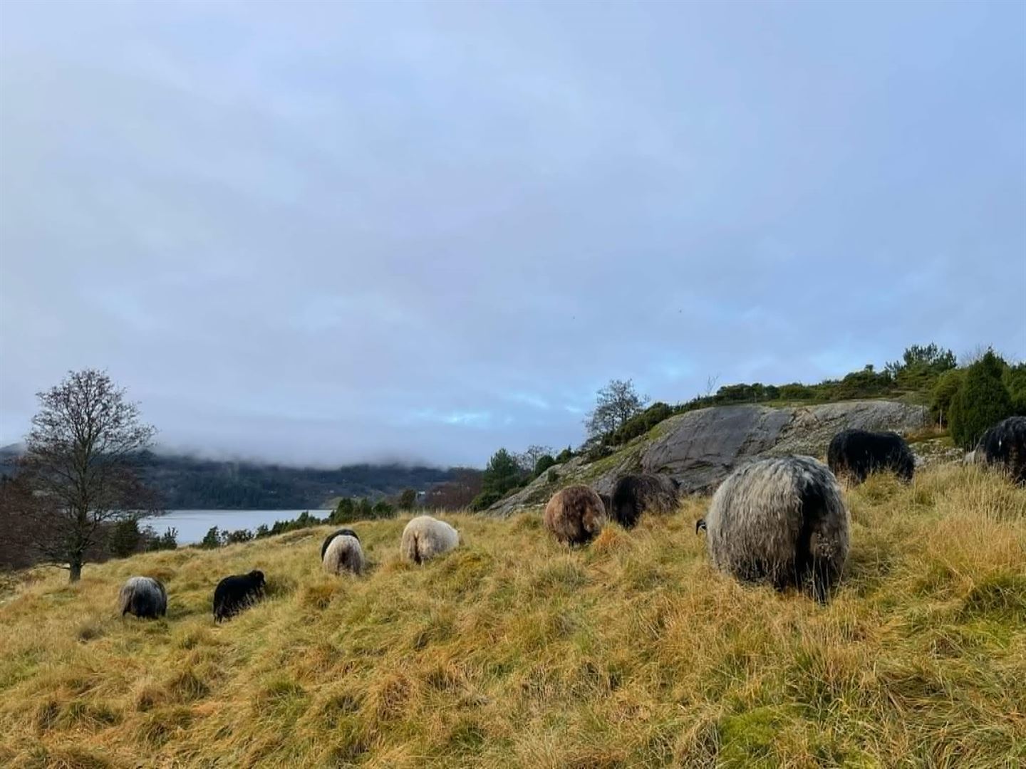 foto av sauser på beite