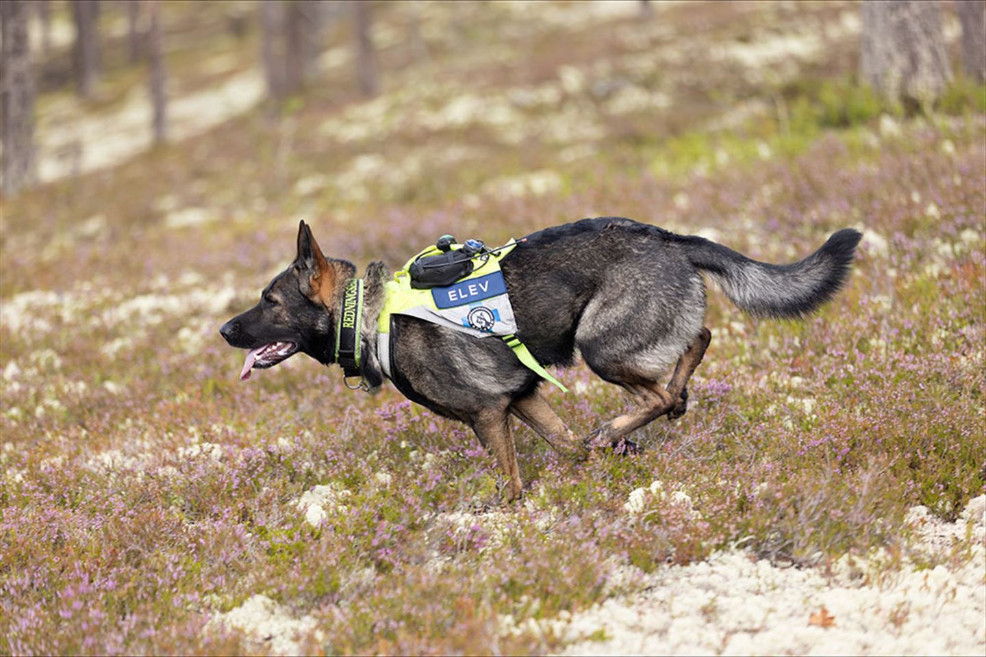 Redningshund i skogen, med dekken der det står "Elev"