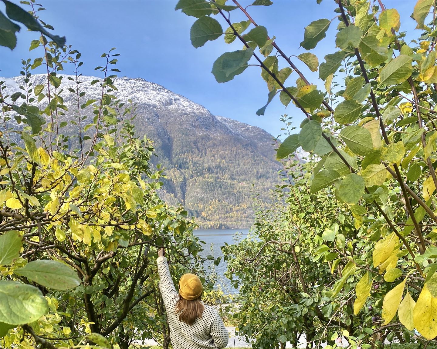 foto av person som står og plukkar epler frå tre i Hardanger