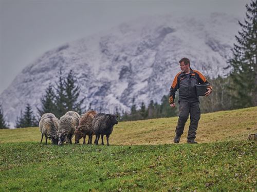 foto av mann i arbeidsdress som lokkar med seg nokre sauer