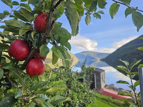 Tre raude epler på ein grein med grøne blader på. I bakgrunnen ser du blå fjord, fjell og blå himmel. Foto: Svein Jarle Slinde/Vestland fylkeskommune