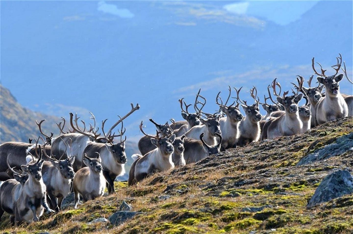 En flokk med villrein.