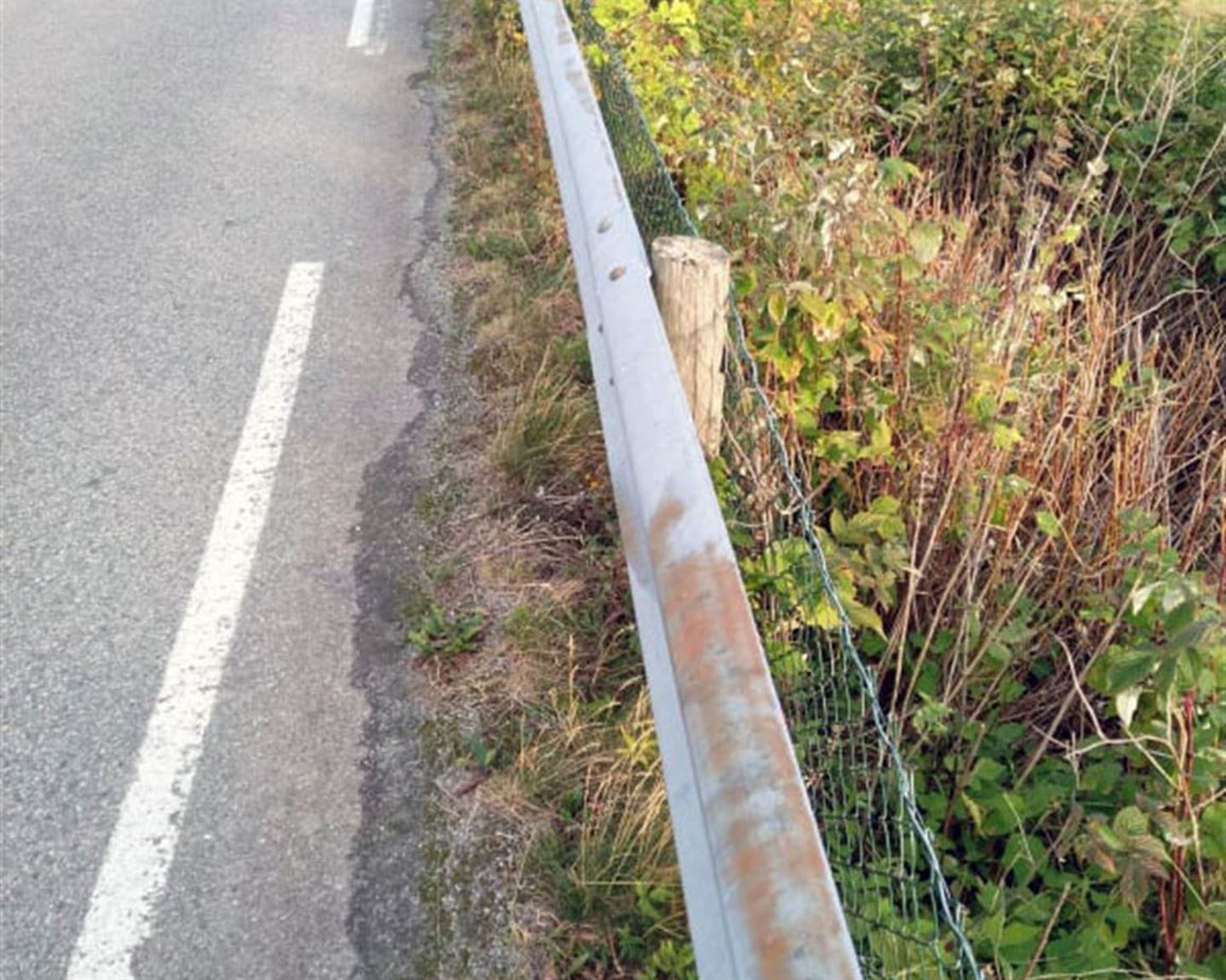 nærbilde, del av asfaltert veg, autovern og nettinggjerde tett inntil autovernet. Høgt gras og vekster langs vegen.