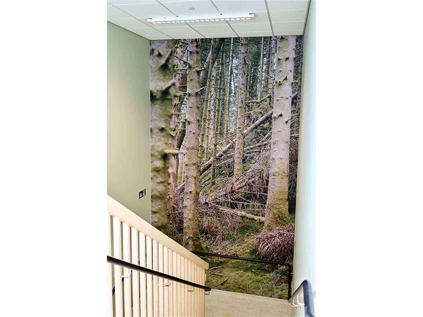 Foto av fotokunstverk som dekkjer heil vegg i repos i trapp. Foto syner rotvelt i skogen.