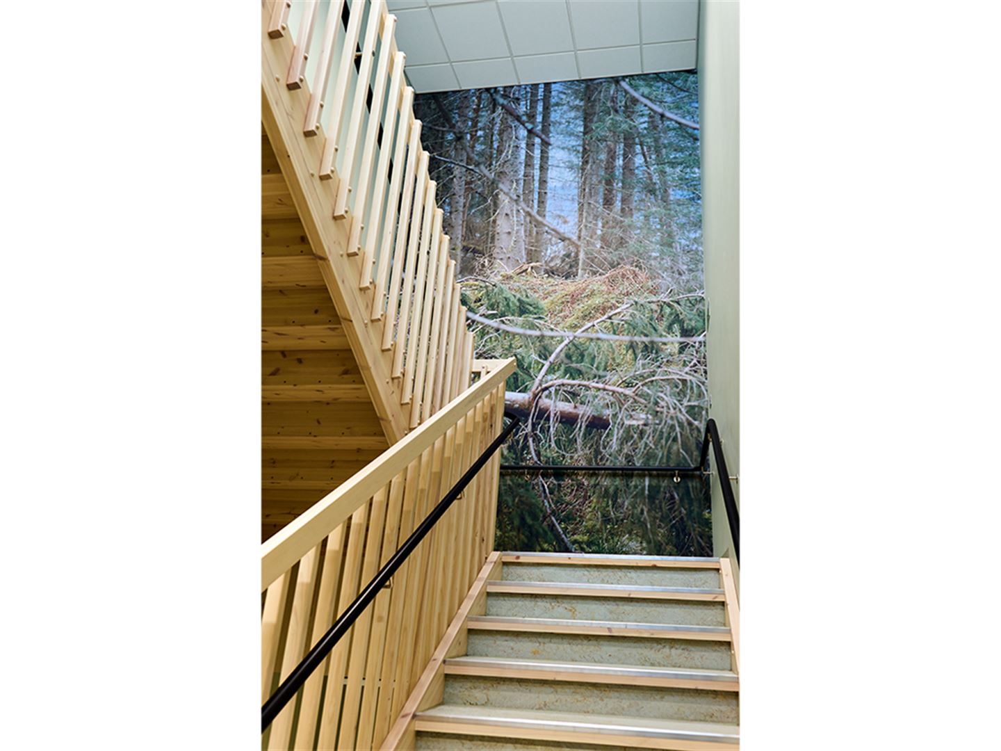 Foto av fotokunstverk som dekkjer heil vegg i repos i trapp. Foto syner rotvelt i skogen.